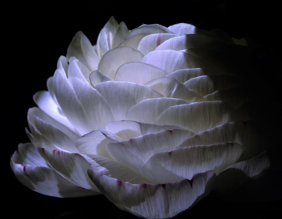 - Ranunculus in Shadow Photograph by THERESA Nye