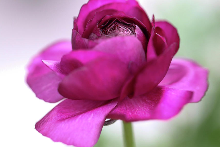 Ranunculus Natural Photograph by Mary Anne Delgado