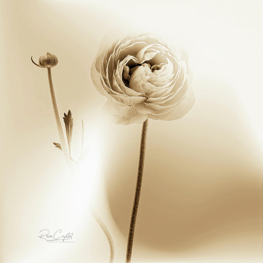 Ranunculus On The Square Photograph by Rene Crystal