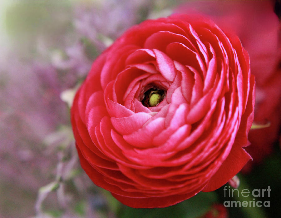 Nature Photograph - Ranunculus Passion by Kristine Widney