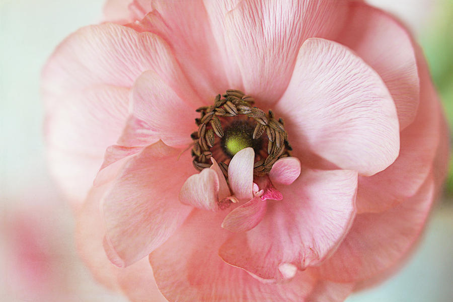 Ranunculus Pink Curl Photograph by Cindi Ressler