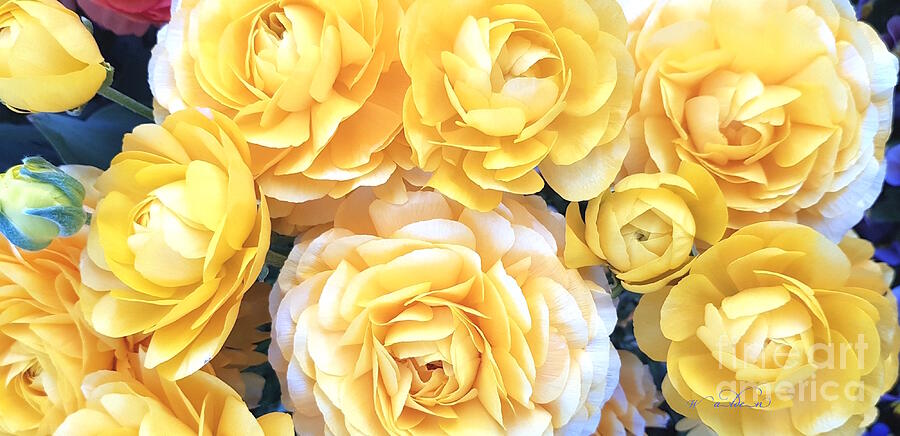 Ranunculus Posy 2 Photograph by Carol Walden Ranunculus Posy 2 Photograph by Carol Walden