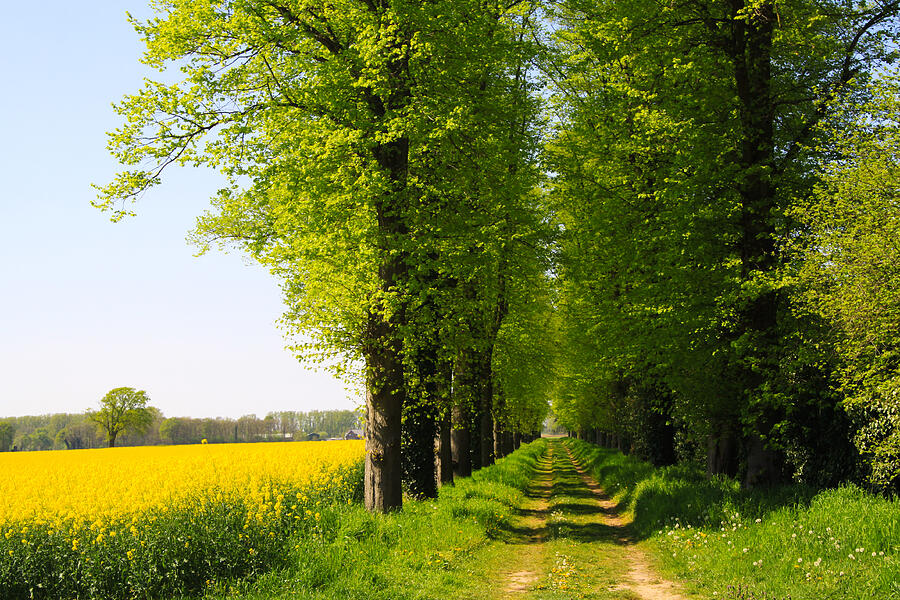 Rape seed field in Netherlands with alley of trees in rural landscape in summer Photograph by Ralf Liebhold