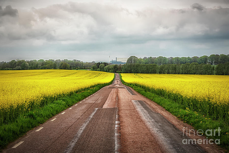 Rapeseed Field Either Side of the Road Photograph by Antony McAulay