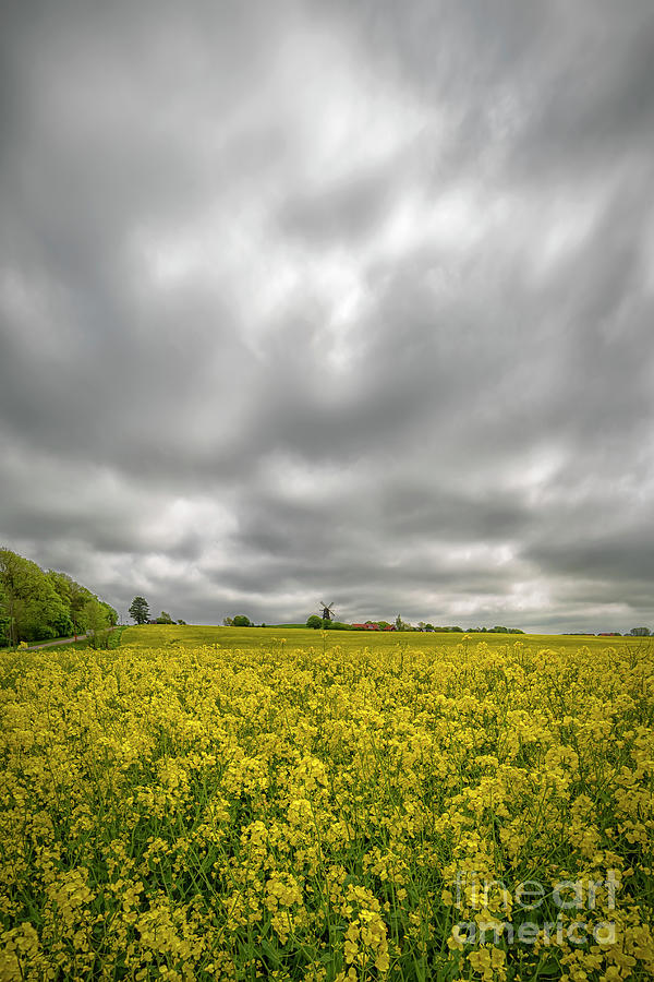 Rapeseed Field in Sweden at Bracke Photograph by Antony McAulay