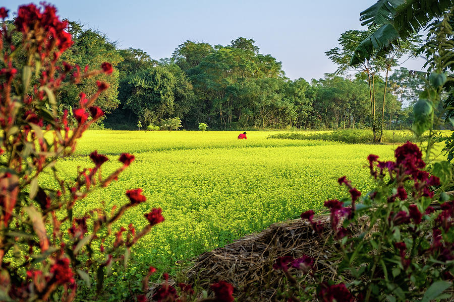 Rapeseed fields of Nepal Photograph by Goran Ehren | Fine Art America