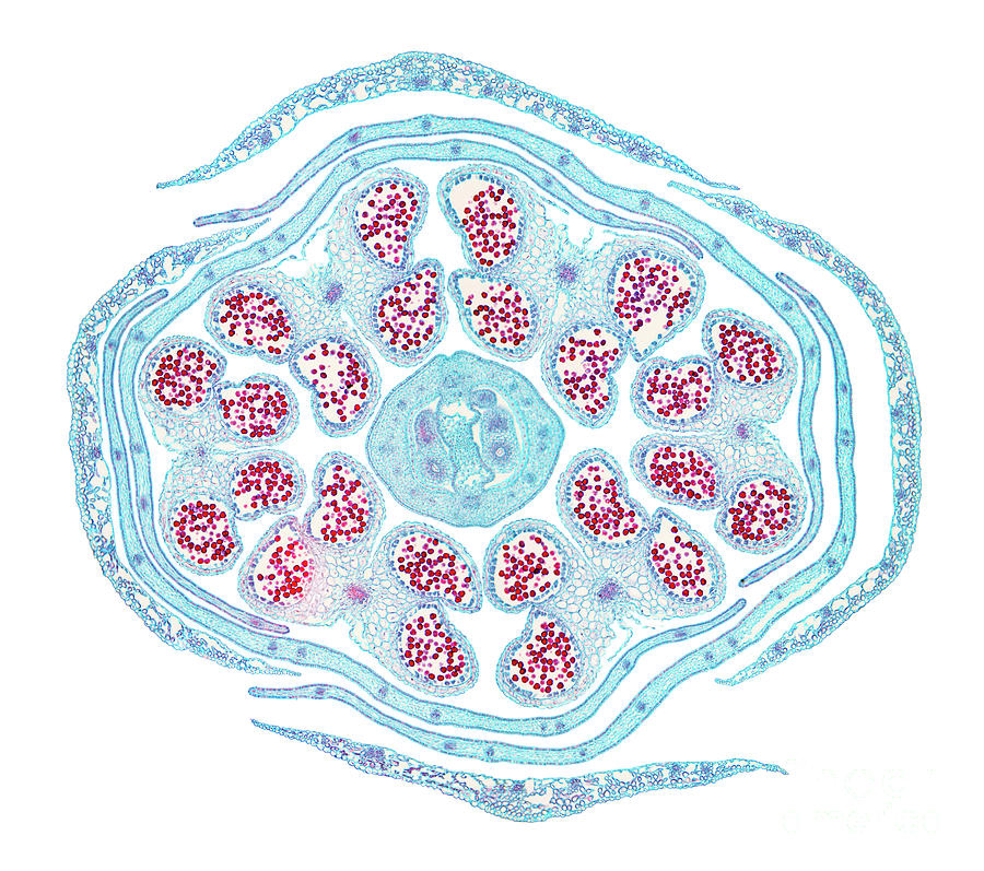 Rapeseed Flower Bud, Brassica Napus, Cross Section, 20X Micrograph ...