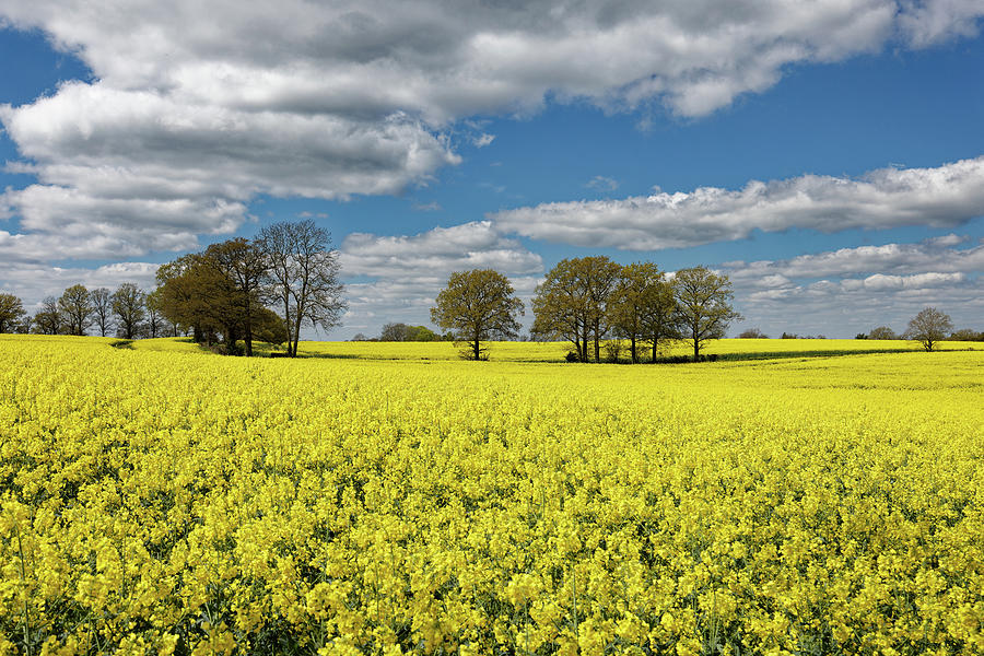 Farm Photograph - Rapeseed in Full Flower in Kent UK by John Gilham Farm Photograph - Rapeseed in Full Flower in Kent UK by John Gilham