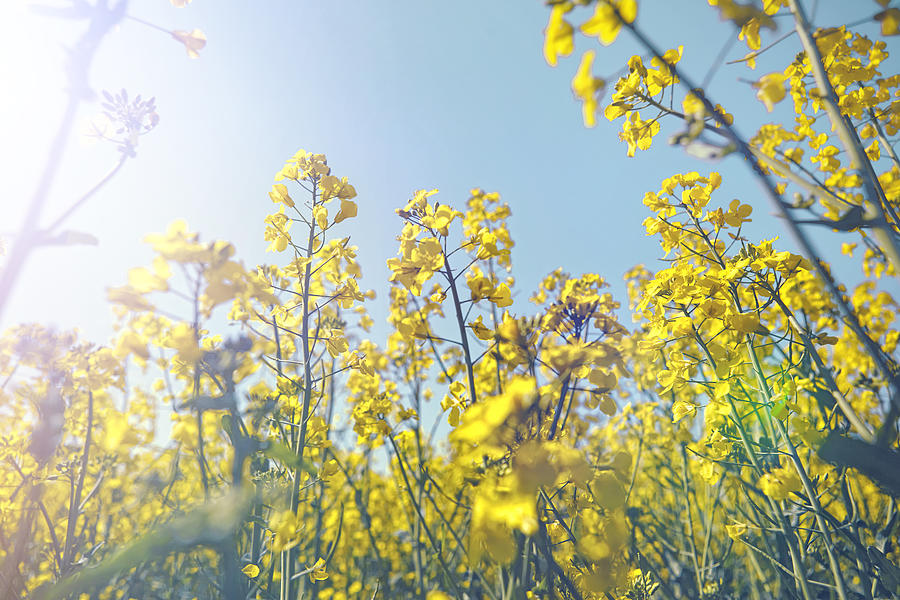 Rapeseed in the sun Photograph by James ONeil