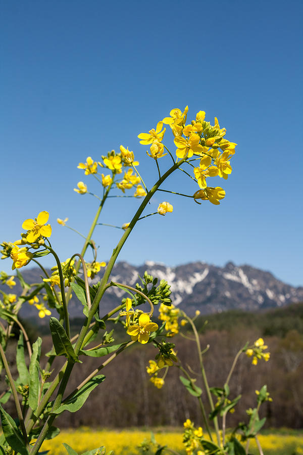 Rapeseed oil flowers in bloom with mountain background Photograph by NomadicImagery