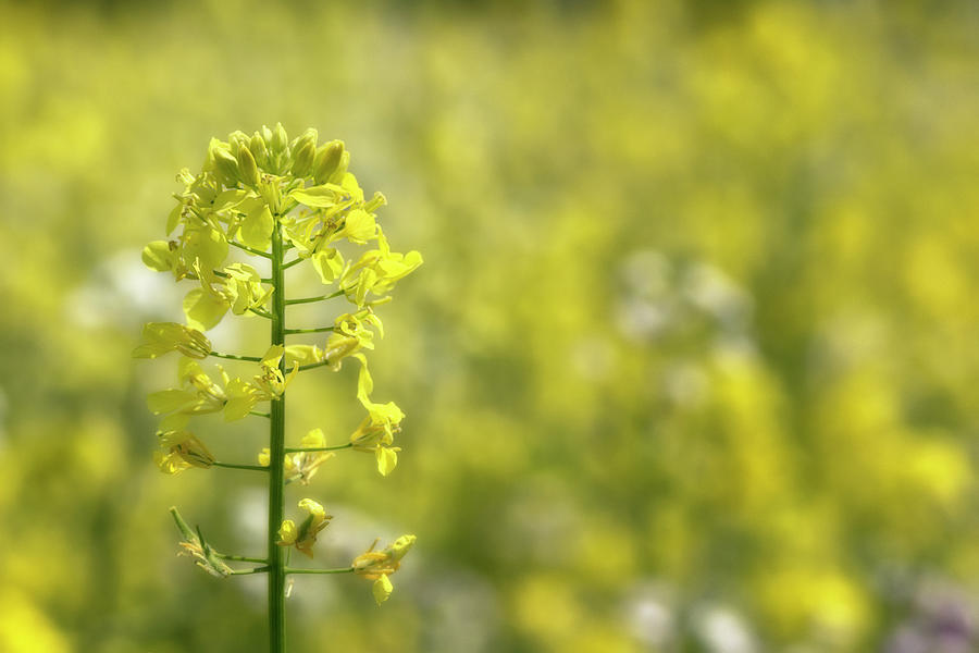 Rapeseed Plant Photograph by Wolfgang Stocker