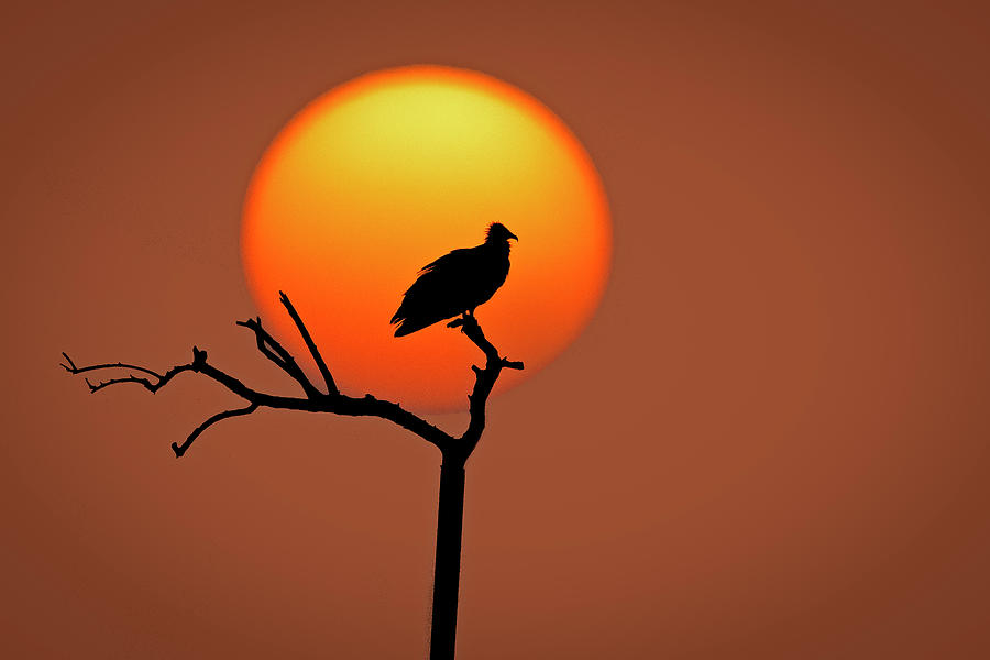 Raptor and the setting Sun Photograph by Ramabhadran Thirupattur