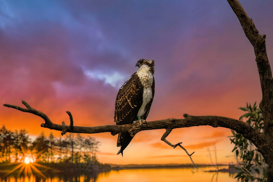 Raptor at Sunset Photograph by Don Hoekwater Photography