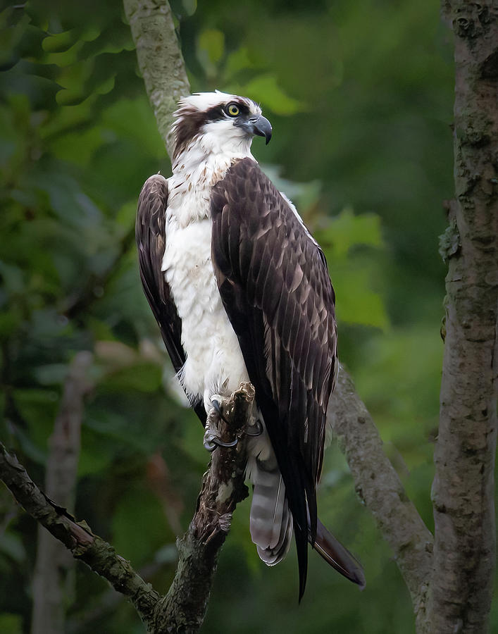 Raptor at the Ready Photograph by Chris Wiederspahn | Pixels