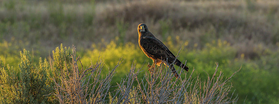 Raptor Beauty In The Sunset Light Photograph by Yeates Photography