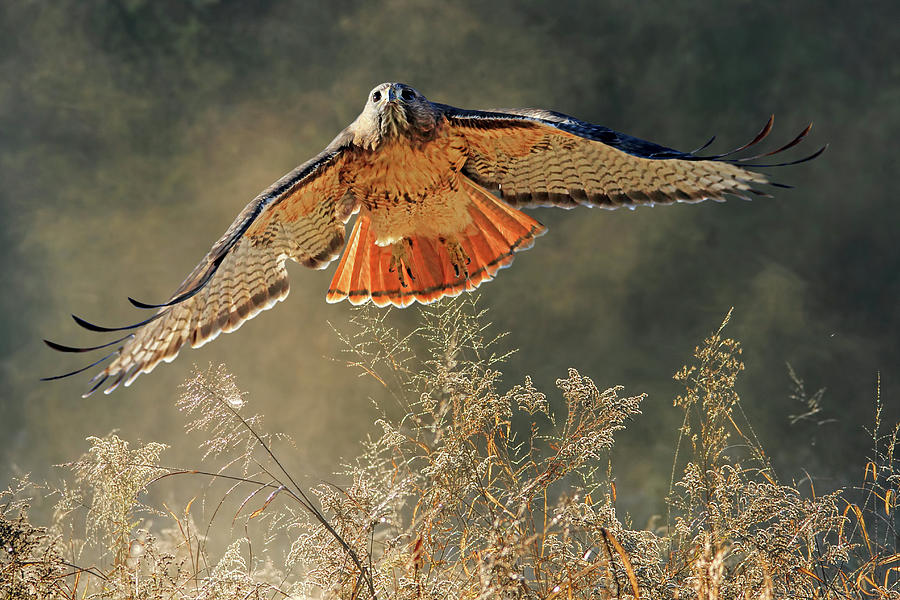 Hawk Photograph - Raptor by Donna Kennedy