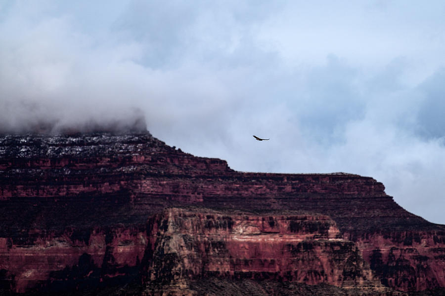 Raptor Flying Over - Grand Canyon National Park, USA Photograph by Amazing Action Photo Video