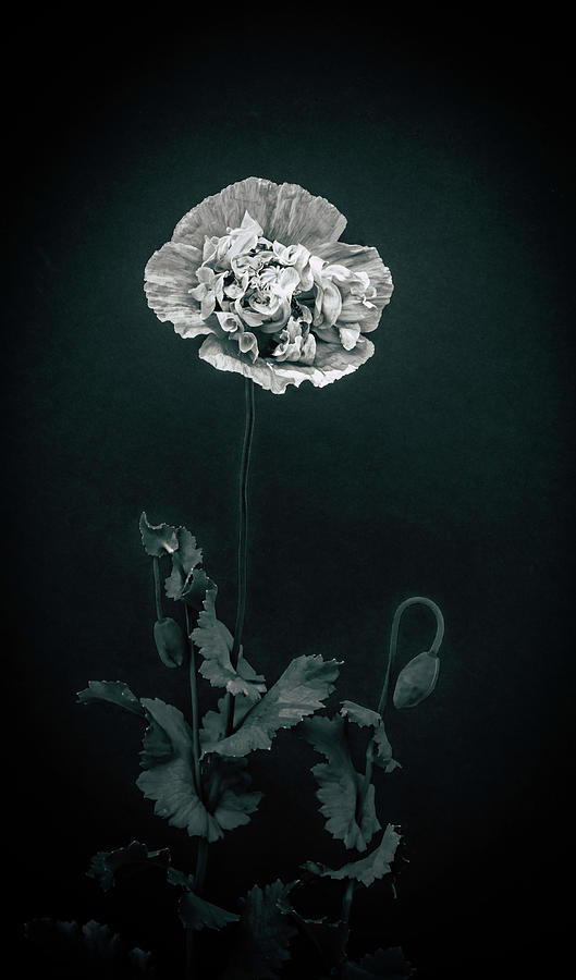 Rapture of the Poppy Photograph by Maggie Terlecki