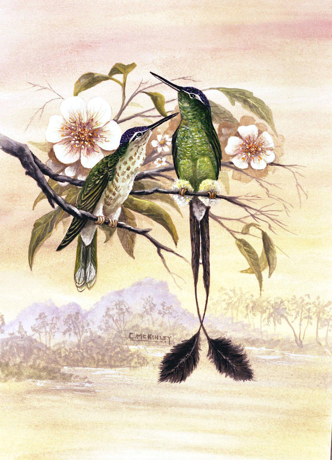 Raquettail Hummingbirds Painting by Carl McKinley