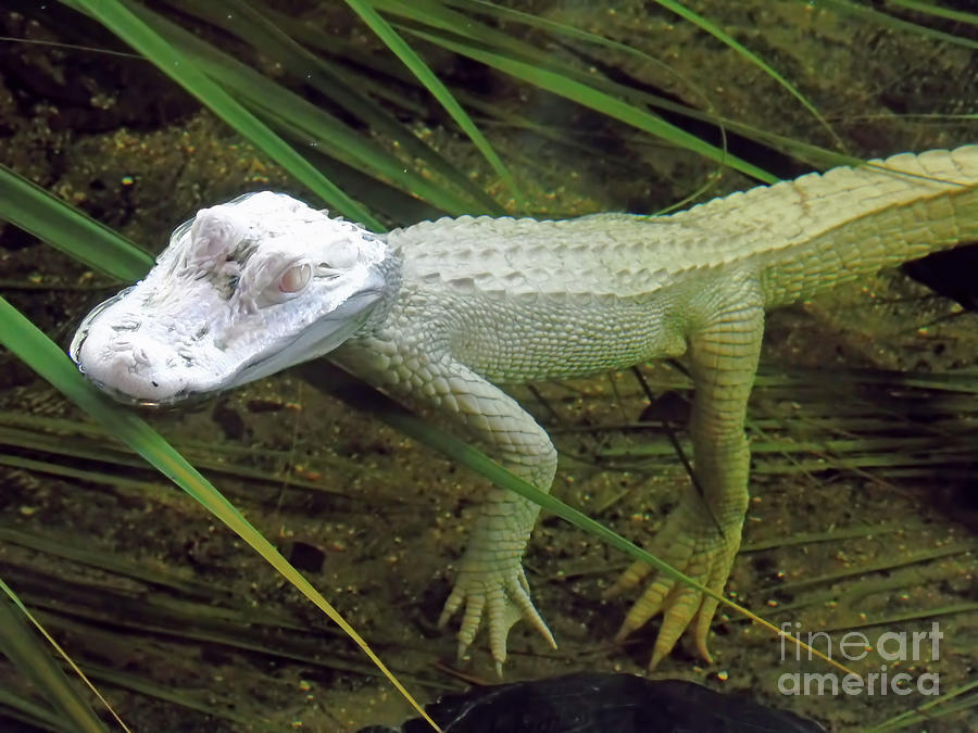 Rare Albino Alligator Photograph by D Hackett