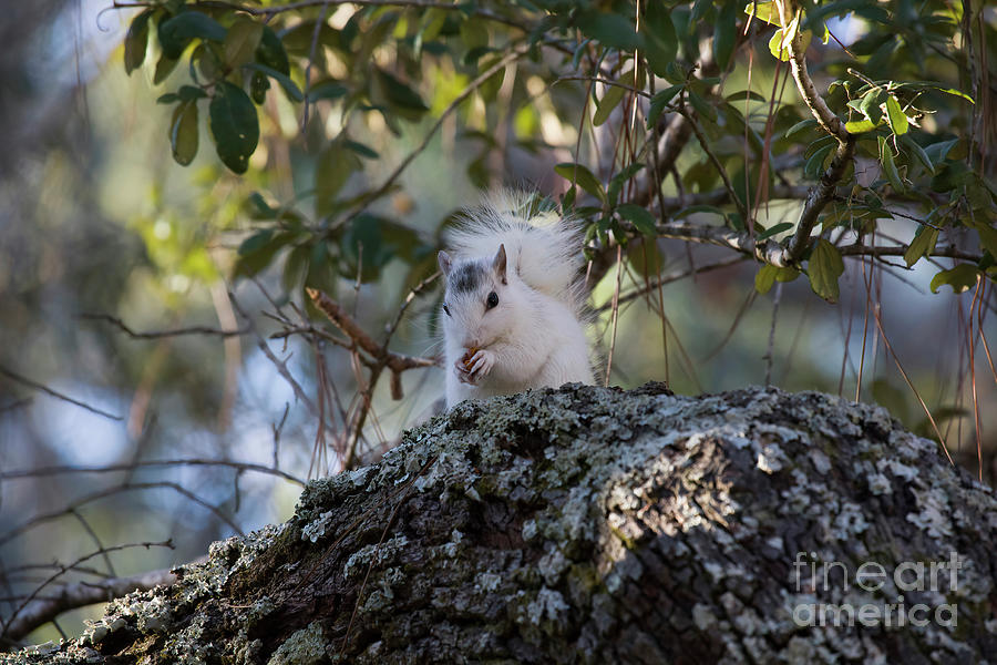White Squirrel Photograph - Rare And Beautiful, White Squirrel by Felix Lai White Squirrel Photograph - Rare And Beautiful, White Squirrel by Felix Lai