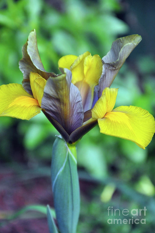 Rare and unusual yellow and black Iridaceae, Dutch Iris, is a spring flowering bulb. Photograph by Milleflore Images