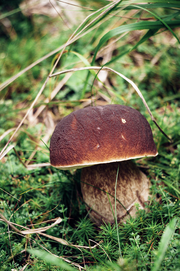 Rare Boletus aereus in Czech spruce forests on the edge of the Jizera