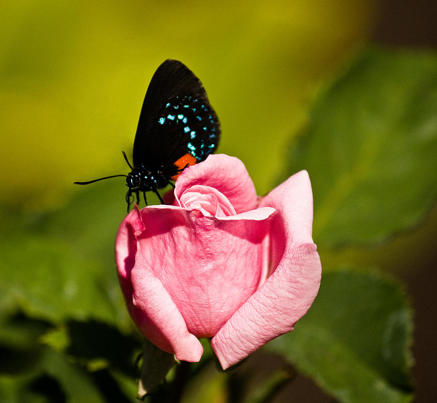 Rare endangered Atala butterfly Photograph by Melinda Moore