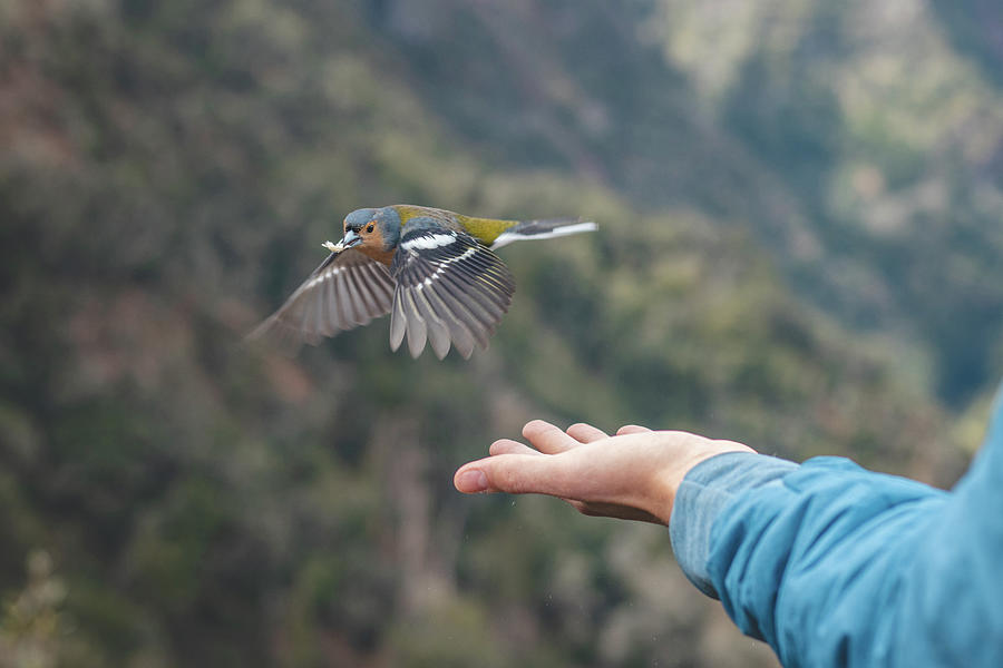 Bird thief on Madeira Photograph by Vaclav Sonnek