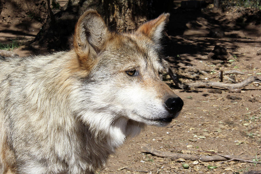 Rare Mexican Gray Wolf Portrait Photograph by Michael Peak | Fine Art ...