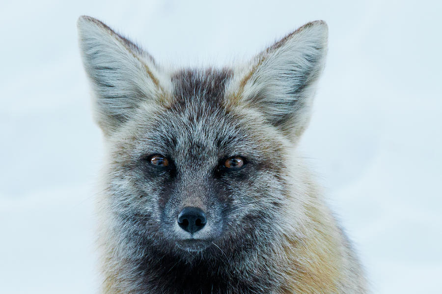 Rare Red Cascade Fox Photograph By James F Avery Fine Art America
