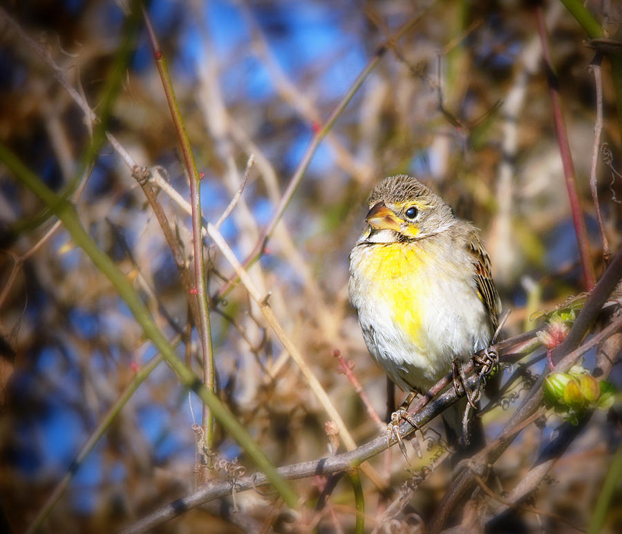 Rare Sighting of Dickcissel in Babylon, Long Island in Winter Photograph by Vicki Jauron, Babylon and Beyond Photography