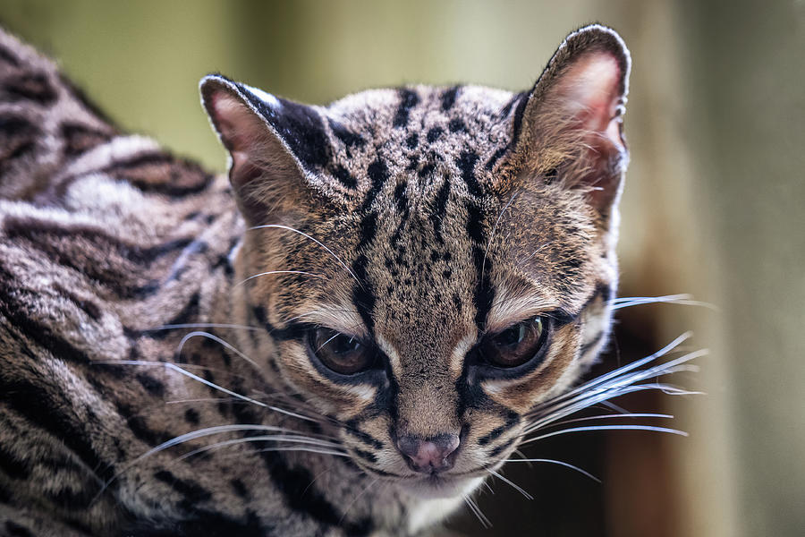 Rare South American Margay, Leopardus Wiedii Photograph By Lubos 