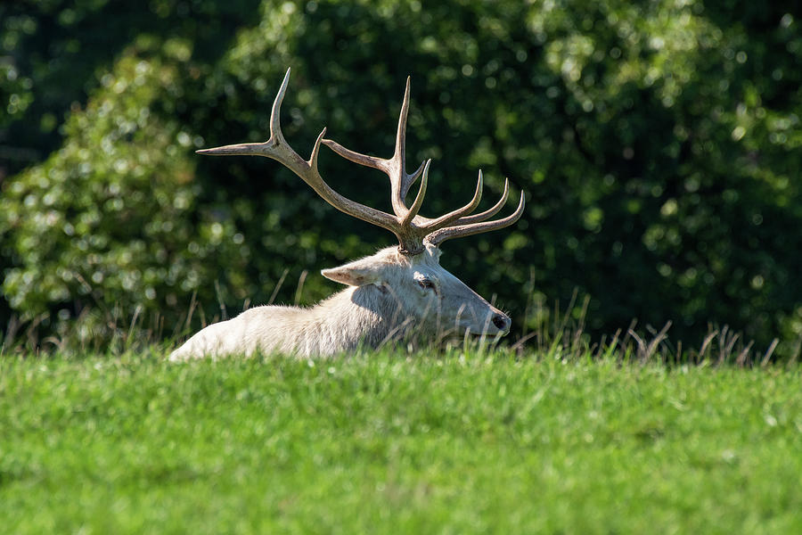 Rare White Elk Photograph by Rose Guinther