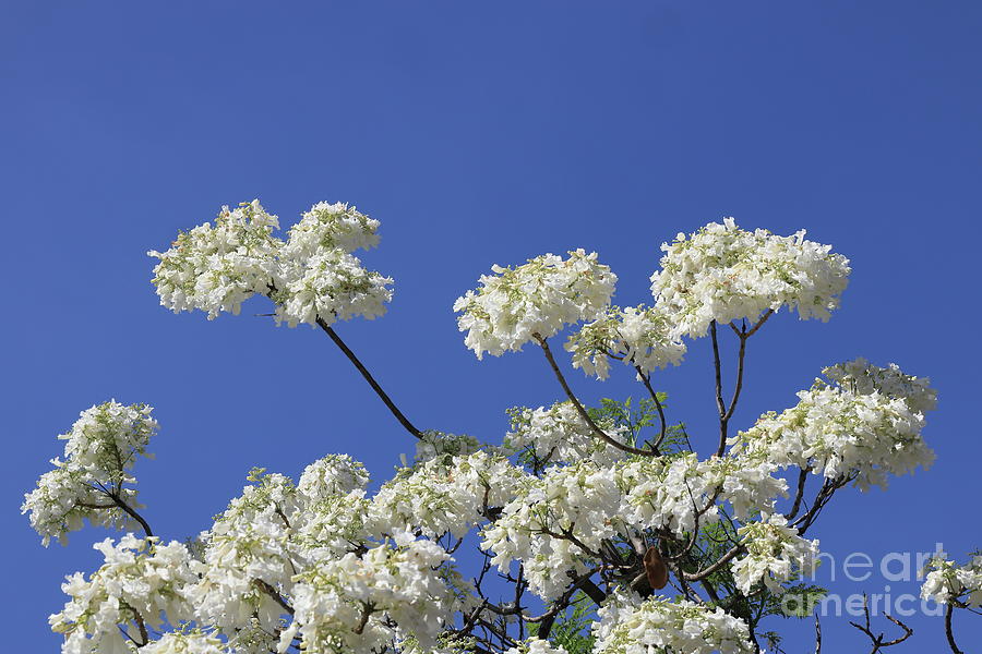 Rare white Jacaranda tree 1 Photograph by Frederic Doucet - Fine Art