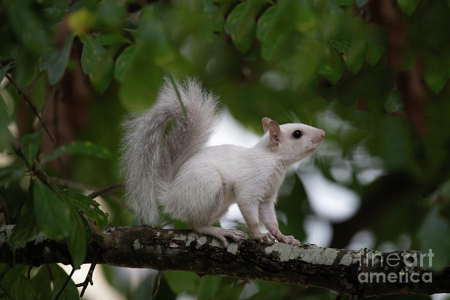 Rare White Squirrel Photograph