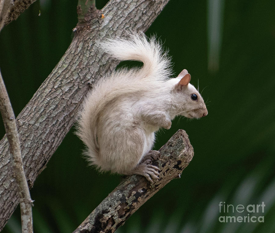 Nature Photograph - Rare White Squirrel - Looking for Nuts - Lunch Break by Dale Powell