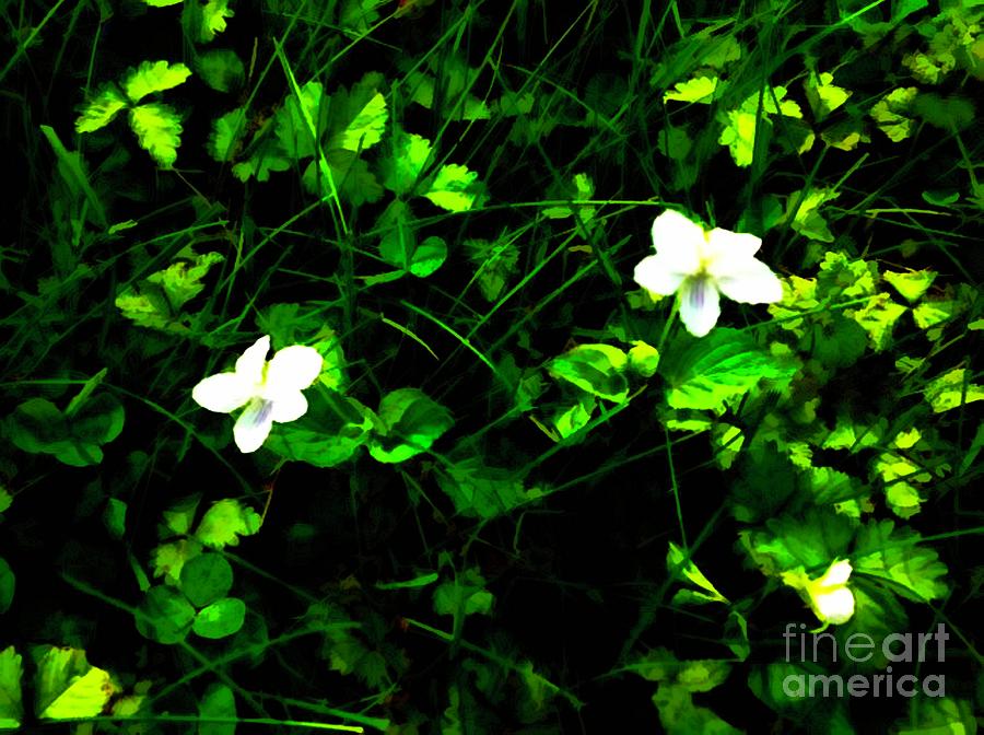 Rare Wild White Violets Photograph by Debra Lynch