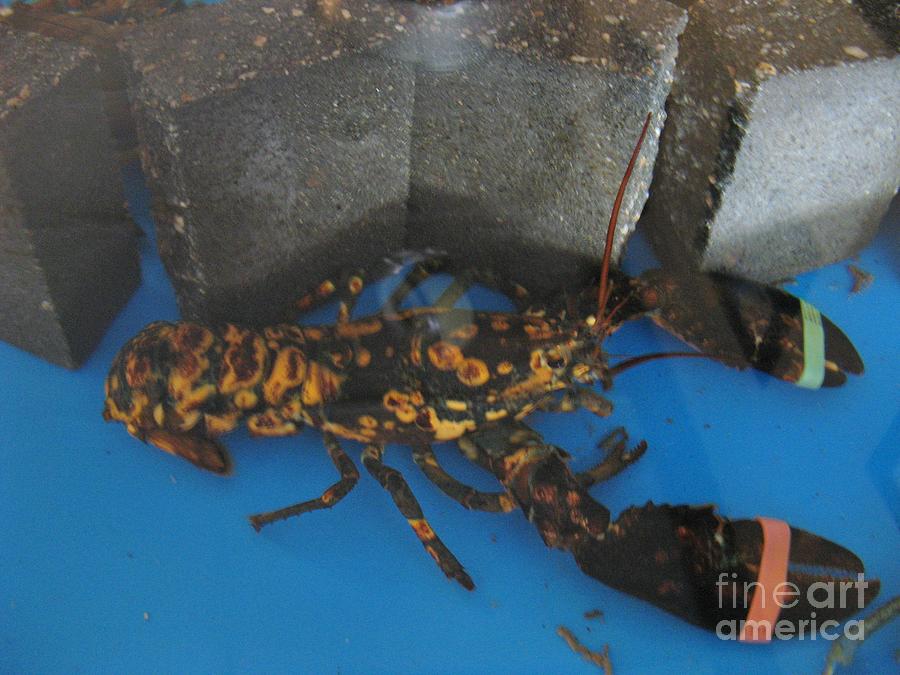 Rare Yellow Speckled Lobster Photograph by World Reflections By Sharon