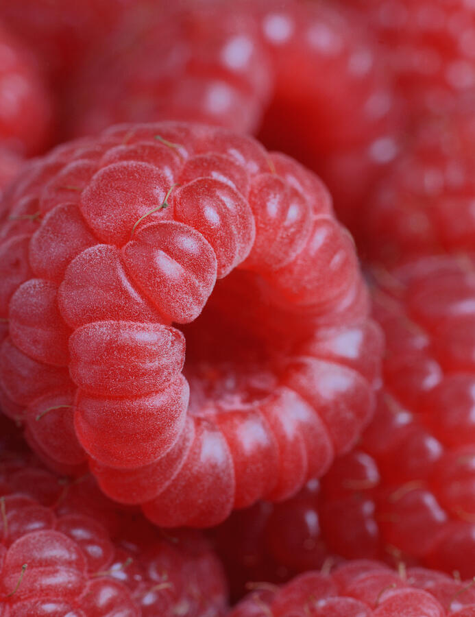 Raspberries, close-up Photograph by Rosemary Calvert