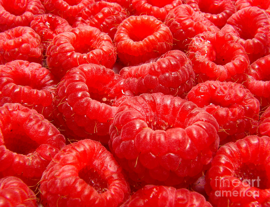 Raspberries Photograph by Olivier Le Queinec