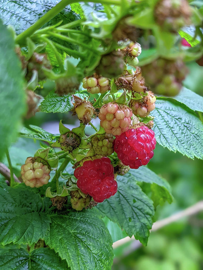 Raspberries ripening in the garden in summer Photograph by Alex Grichenko