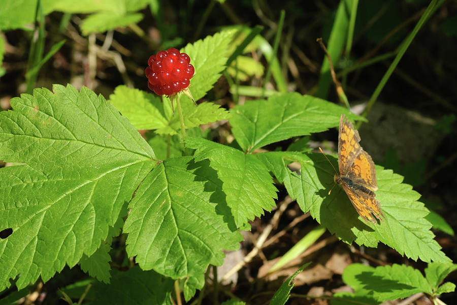 Raspberry and Butterfly Photograph by Jan Luit