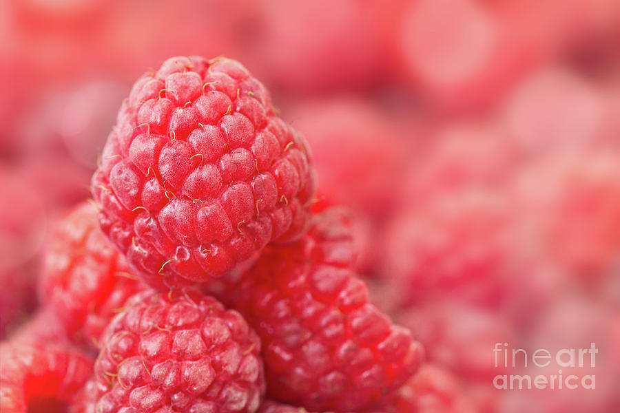 Raspberry Photograph by Delphimages Photo Creations