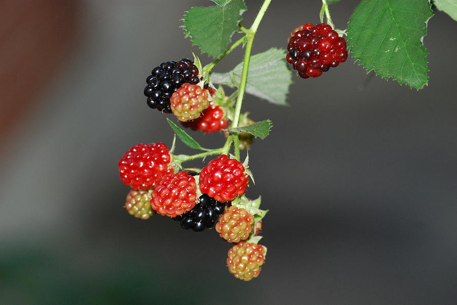 Raspberry Plant Photograph by Ee Photography