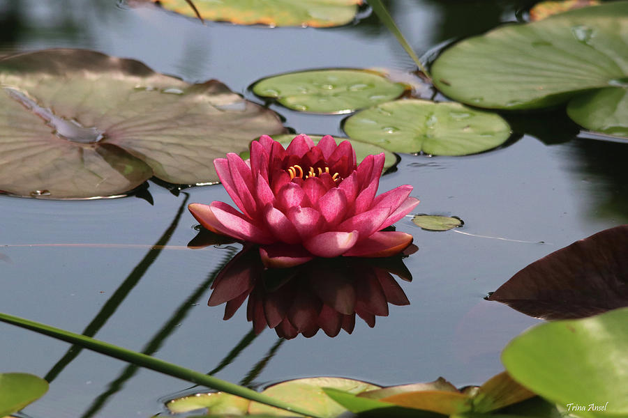Raspberry Water Lily with Reflection Photograph by Trina Ansel