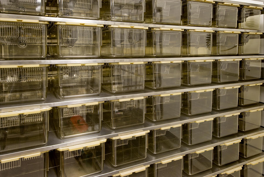 Rat Cages for Animal Research Photograph by Alacatr