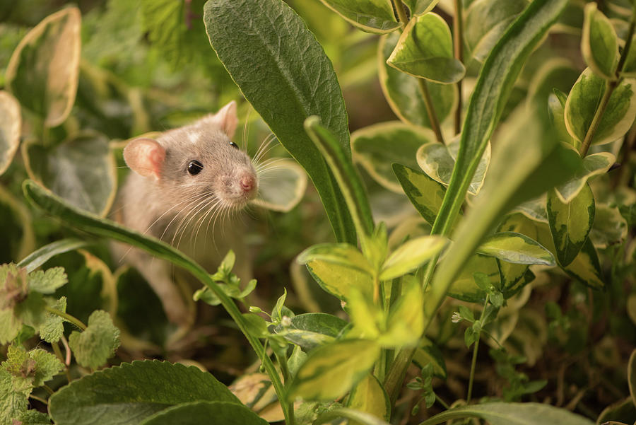 Rat in the Garden Photograph by Naomi Maya