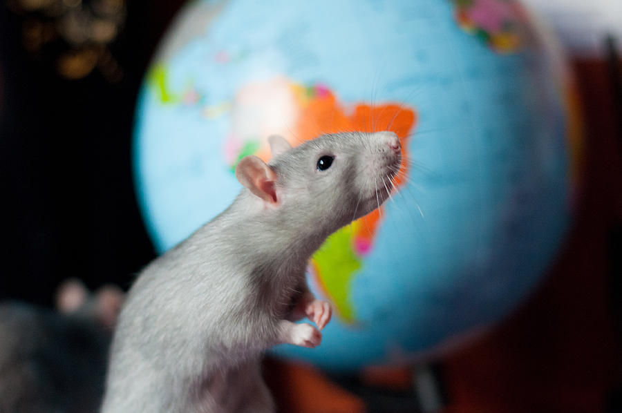 Rat on the background of the Globe Photograph by Mikhasik