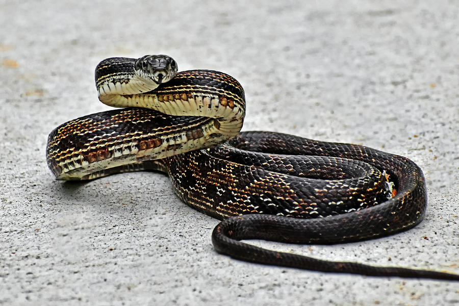 Rat Snake 001 Photograph by George Bostian